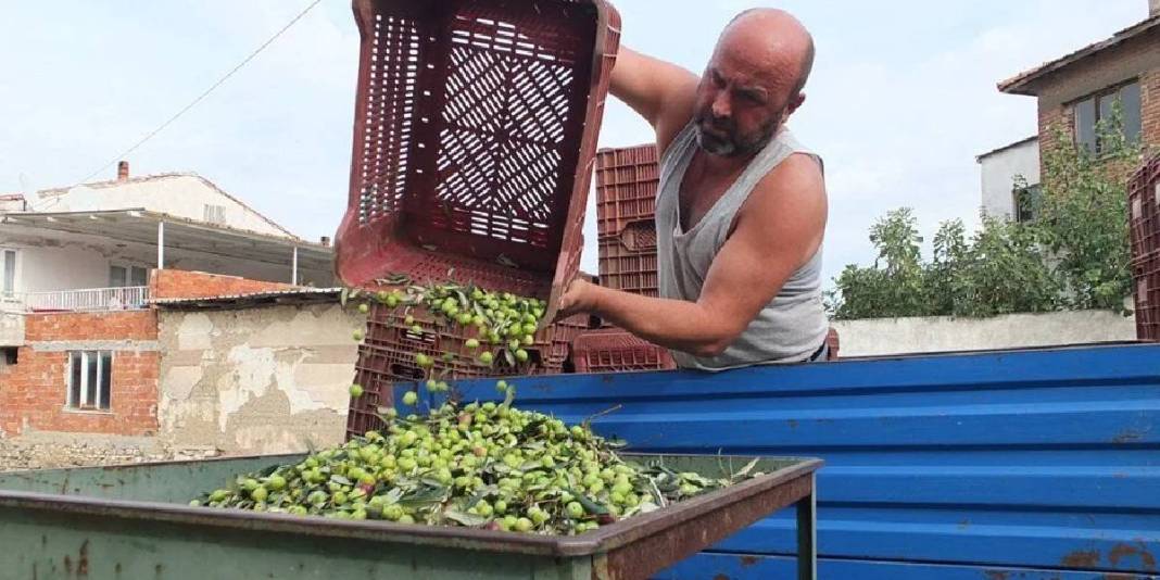 Yağmur yağdı, toprağın bereketi ortaya çıktı! Üretim merkezinde hasat vakti: Kilosu 80 TL’den alıcı buluyor 1